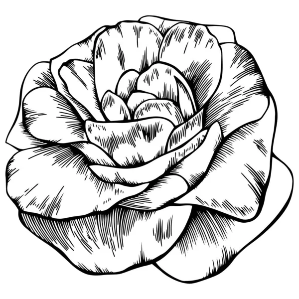 Vecteur Contour Des Fleurs Roses Dessiné Main — Image vectorielle