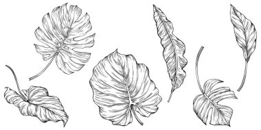 Beyazlar üzerinde yalıtılmış bırakır. Tropik yapraklar. El çizimi vektör illüstrasyonu.