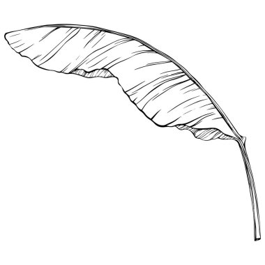 Yaprak beyazda yalıtılmış. Tropikal yaprak. El çizimi vektör illüstrasyonu.