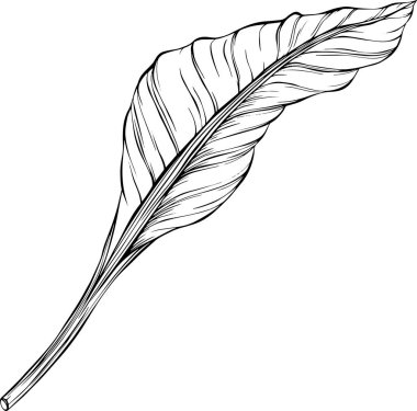 Yaprak beyazda yalıtılmış. Tropikal yaprak. El çizimi vektör illüstrasyonu.