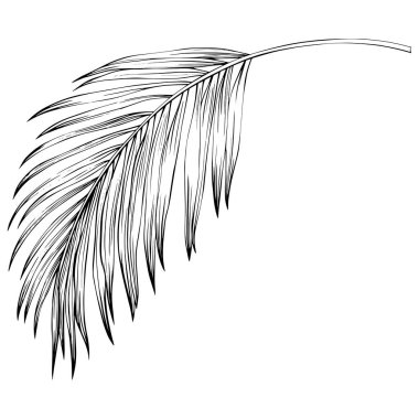 Yaprak beyazda yalıtılmış. Tropikal yaprak. El çizimi vektör illüstrasyonu.