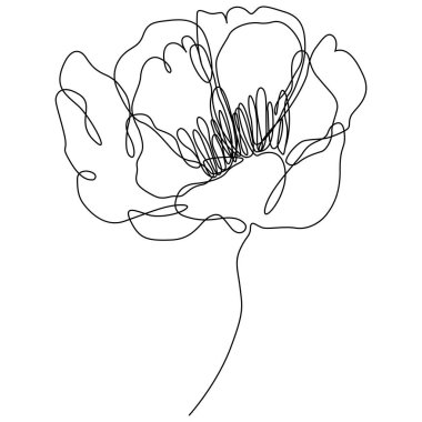 Peony flower isolated vector illustration. Vector wildflower for background. Abstract botanical art. Simple minimalist art. Continuous line drawing.