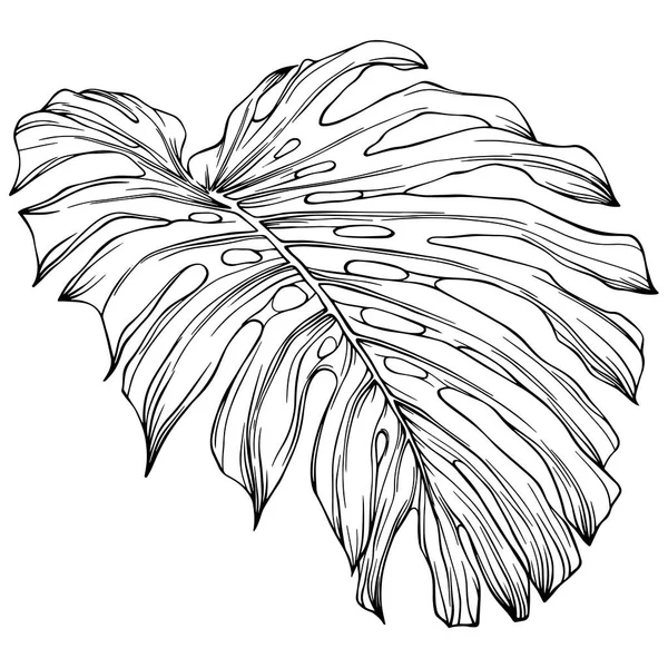 葉は白で孤立します 熱帯の葉 手描きベクトルイラスト — ストックベクタ