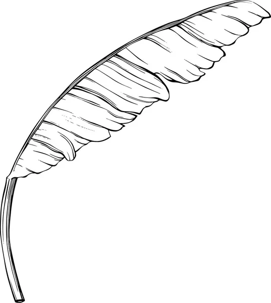 葉は白で孤立します 熱帯の葉 手描きベクトルイラスト — ストックベクタ