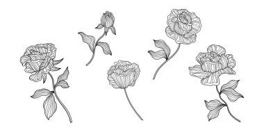 Gül çiçekleri ve yapraklar beyaz üzerine izole edilmiş. El çizimi vektör çizimi. Eps 10