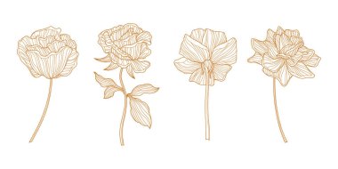 Gül çiçekleri ve yapraklar beyaz üzerine izole edilmiş. El çizimi vektör çizimi. Eps 10