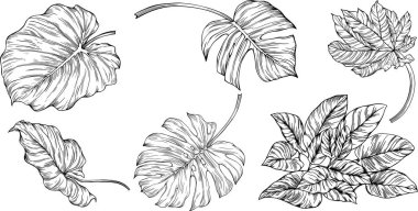 Beyazlar üzerinde yalıtılmış bırakır. Tropik yapraklar. El çizimi vektör illüstrasyonu.