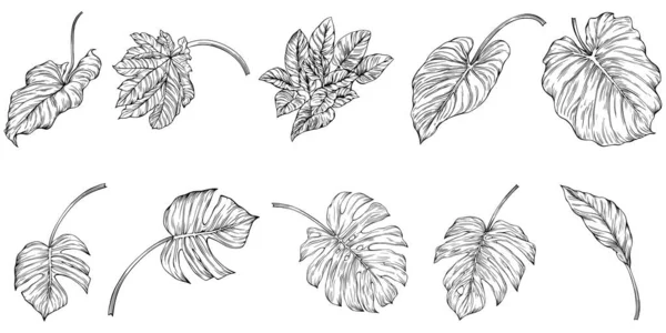 Feuilles Isolées Sur Blanc Feuilles Tropicales Illustration Vectorielle Dessinée Main — Image vectorielle