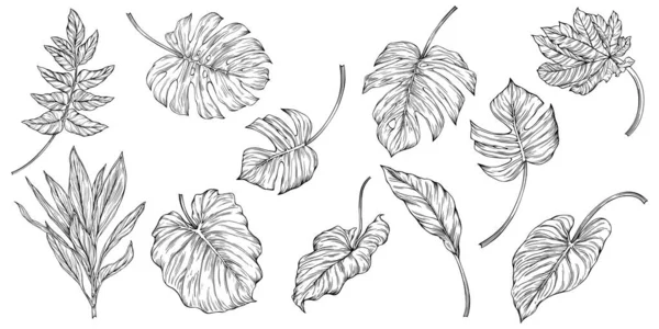 Bladeren Geïsoleerd Wit Tropische Bladeren Handgetekende Vectorillustratie — Stockvector