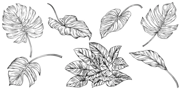 Feuilles Isolées Sur Blanc Feuilles Tropicales Illustration Vectorielle Dessinée Main — Image vectorielle