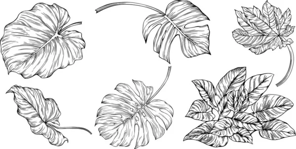 Foglie Isolate Bianco Foglie Tropicali Illustrazione Del Vettore Disegnato Mano — Vettoriale Stock