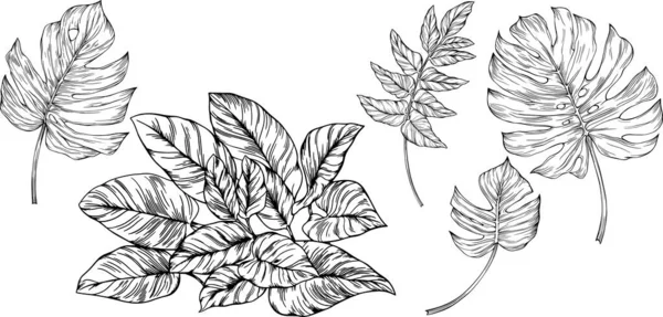 葉は白に孤立します 熱帯の葉 手描きベクトルイラスト — ストックベクタ