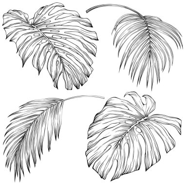 Tropical leaves. Hand drawn vector illustration isolated on white. Eps 10