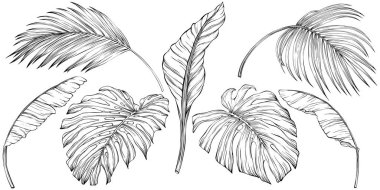 Tropical leaves. Hand drawn vector illustration isolated on white. Eps 10