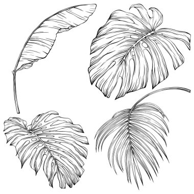 Tropical leaves. Hand drawn vector illustration isolated on white. Eps 10