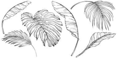 Tropical leaves. Hand drawn vector illustration isolated on white. Eps 10