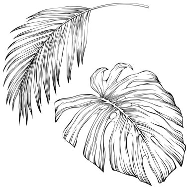 Tropical leaves. Hand drawn vector illustration isolated on white. Eps 10