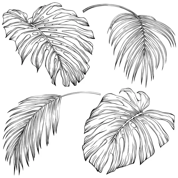 Tropical Leaves Hand Drawn Vector Illustration Isolated White Eps — Archivo Imágenes Vectoriales