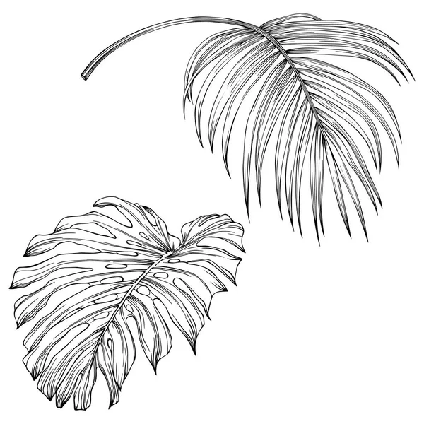 Tropical Leaves Hand Drawn Vector Illustration Isolated White Eps — Archivo Imágenes Vectoriales