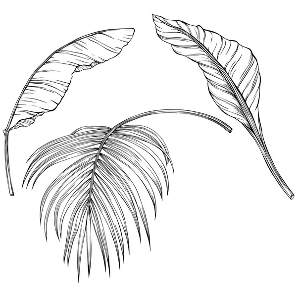 Tropical Leaves Hand Drawn Vector Illustration Isolated White Eps — Διανυσματικό Αρχείο