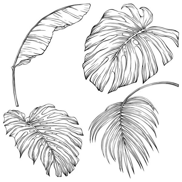 Tropical leaves. Hand drawn vector illustration isolated on white. Eps 10