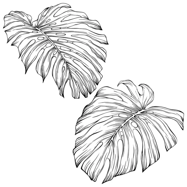 Tropical Leaves Hand Drawn Vector Illustration Isolated White Eps — Stok Vektör