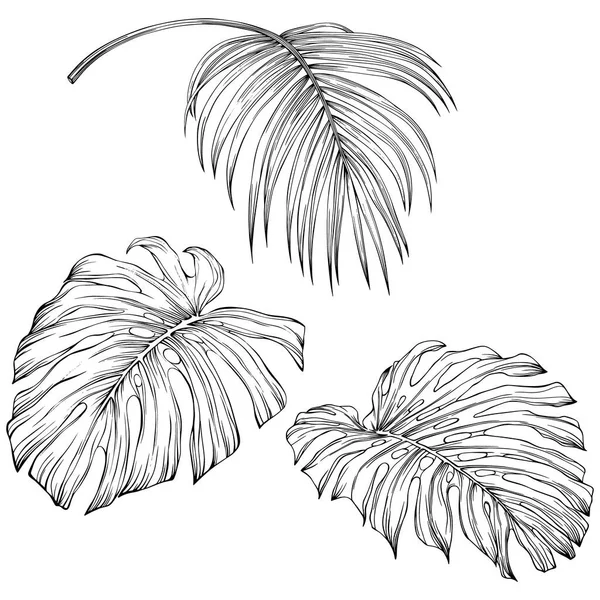 Tropical Leaves Hand Drawn Vector Illustration Isolated White Eps —  Vetores de Stock