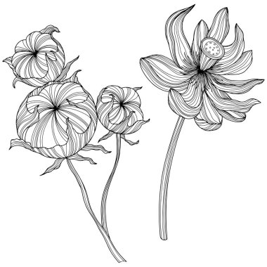 Beyaza izole edilmiş soyut çiçekler. El çizimi vektör çizimi. Eps 10