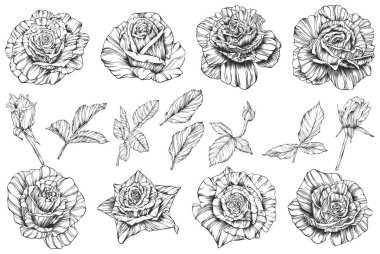 Gül çiçeği ana hat vektörü. El çizimi.