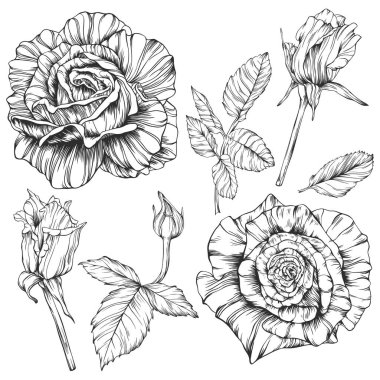 Gül çiçeği ana hat vektörü. El çizimi.