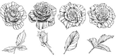 Gül çiçeği ana hat vektörü. El çizimi.
