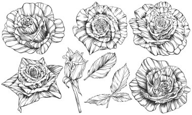 Gül çiçeği ana hat vektörü. El çizimi.