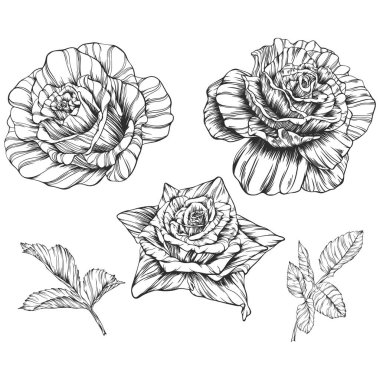 Gül çiçeği ana hat vektörü. El çizimi.