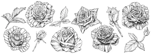 バラの花の輪郭ベクトル 手描き — ストックベクタ