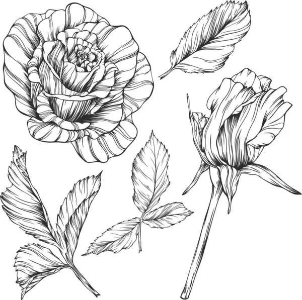 Rosa Flor Contorno Vector Dibujado Mano — Vector de stock