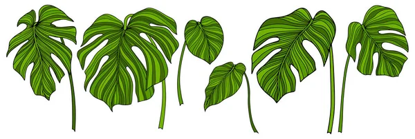 Hojas Aisladas Blanco Hojas Tropicales Ilustración Vectorial Dibujada Mano — Archivo Imágenes Vectoriales