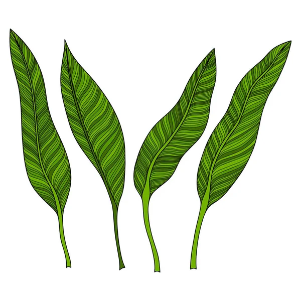 Листья Изолированы Белом Тропические Листья Векторная Иллюстрация — стоковый вектор