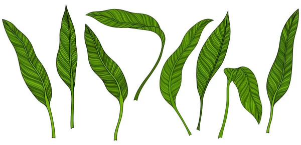 Blätter Isoliert Auf Weiß Tropische Blätter Handgezeichnete Vektorillustration — Stockvektor