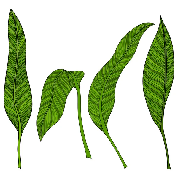 Leaves Isolated White Tropical Leaves Hand Drawn Vector Illustration — Stock Vector