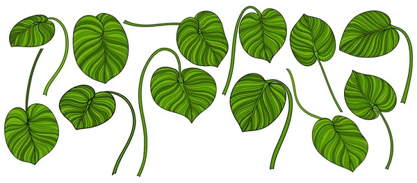 Feuilles Isolées Sur Blanc Feuilles Tropicales Illustration Vectorielle Dessinée Main — Image vectorielle