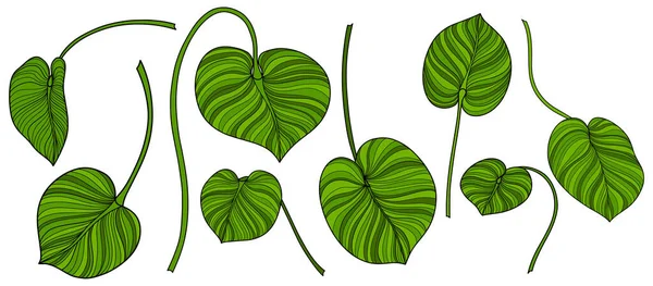 葉は白に孤立します 熱帯の葉 手描きベクトルイラスト — ストックベクタ
