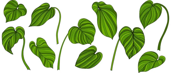 Feuilles Isolées Sur Blanc Feuilles Tropicales Illustration Vectorielle Dessinée Main — Image vectorielle