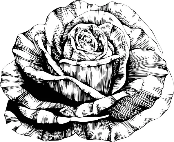 Rose Flower Hand Drawn Vector Sketch White Background — 스톡 벡터
