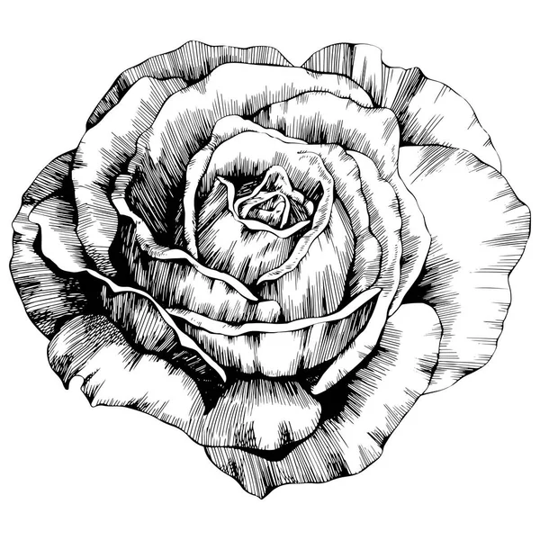 Rose Flower Hand Drawn Vector Sketch White Background — Stock vektor