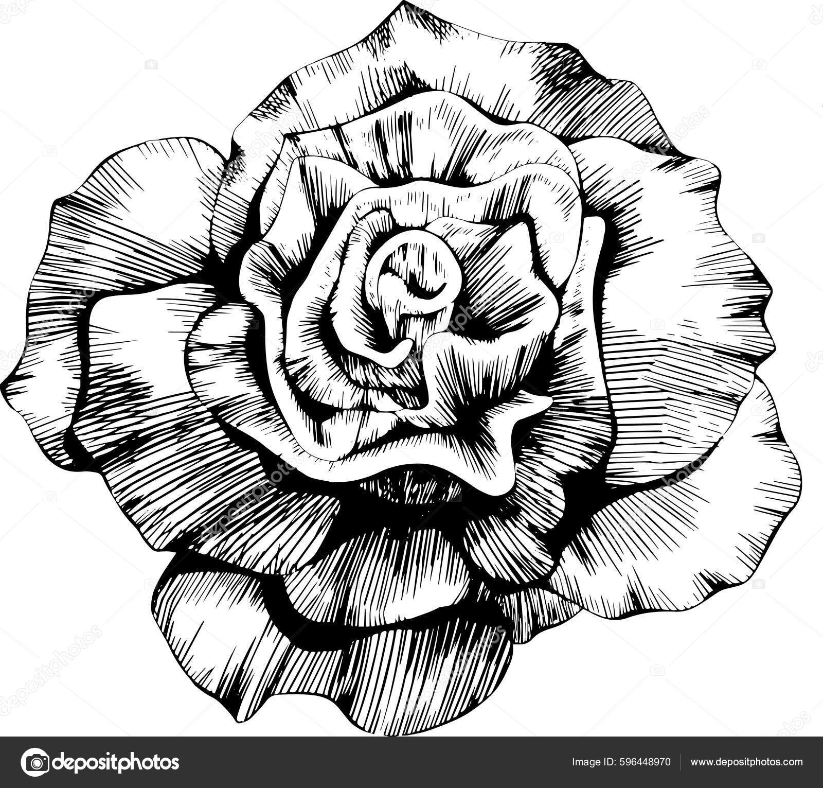 Rose Flower Hand Drawn Vector Sketch White Background Stock Vector Image by ©ARTSTOK 596448970