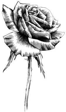 Rose flower hand drawn. Vector sketch on white background.
