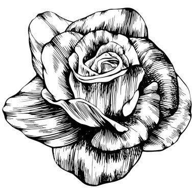 Rose flower hand drawn. Vector sketch on white background.