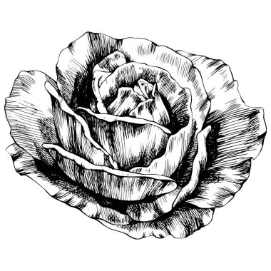 Rose flower hand drawn. Vector sketch on white background.