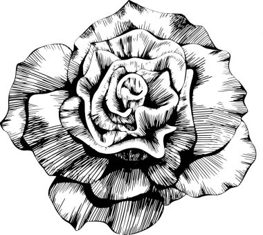 Rose flower hand drawn. Vector sketch on white background.