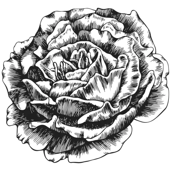Rose Flower Hand Drawn Vector Sketch White Background — ストックベクタ